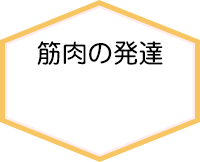 筋肉の発達